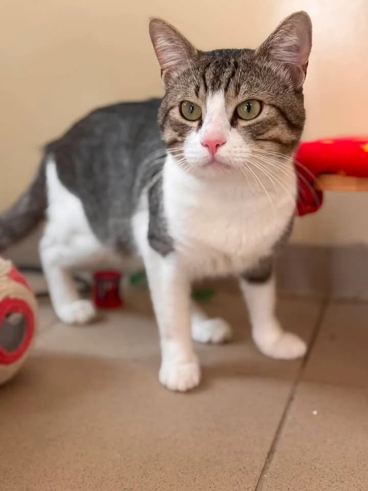 Taboulé, male young European Shorthair for adoption at SRPA Veeweyde Brussels, Brussels