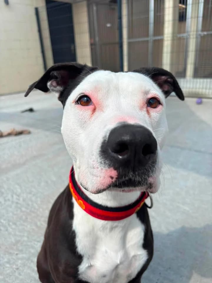 Jade, female 7yo American Staffordshire Terrier for adoption at SRPA Veeweyde Brussels, Brussels
