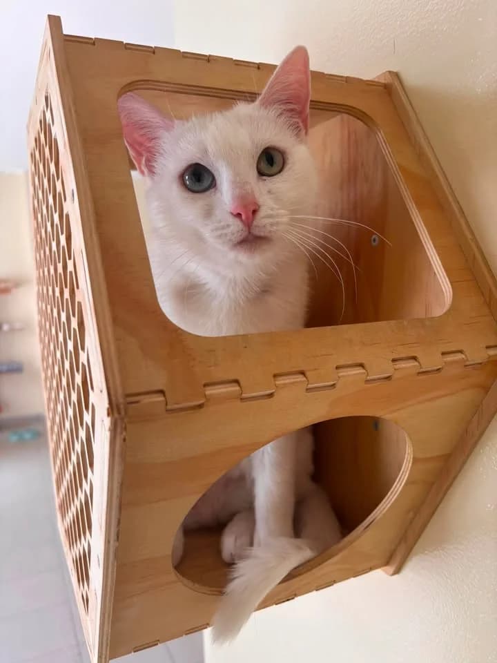 White, female senior European Shorthair for adoption at SRPA Veeweyde Brussels, Brussels