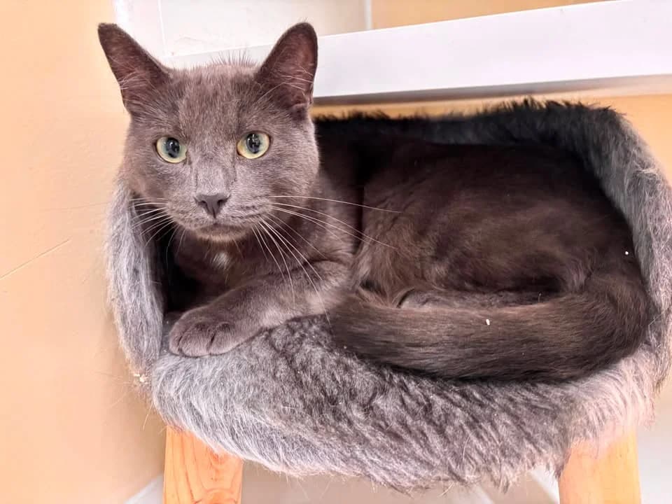Tigri, male young European Shorthair for adoption at SRPA Veeweyde Brussels, Brussels
