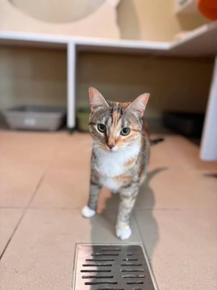 Minette, female senior European Shorthair for adoption at SRPA Veeweyde Brussels, Brussels