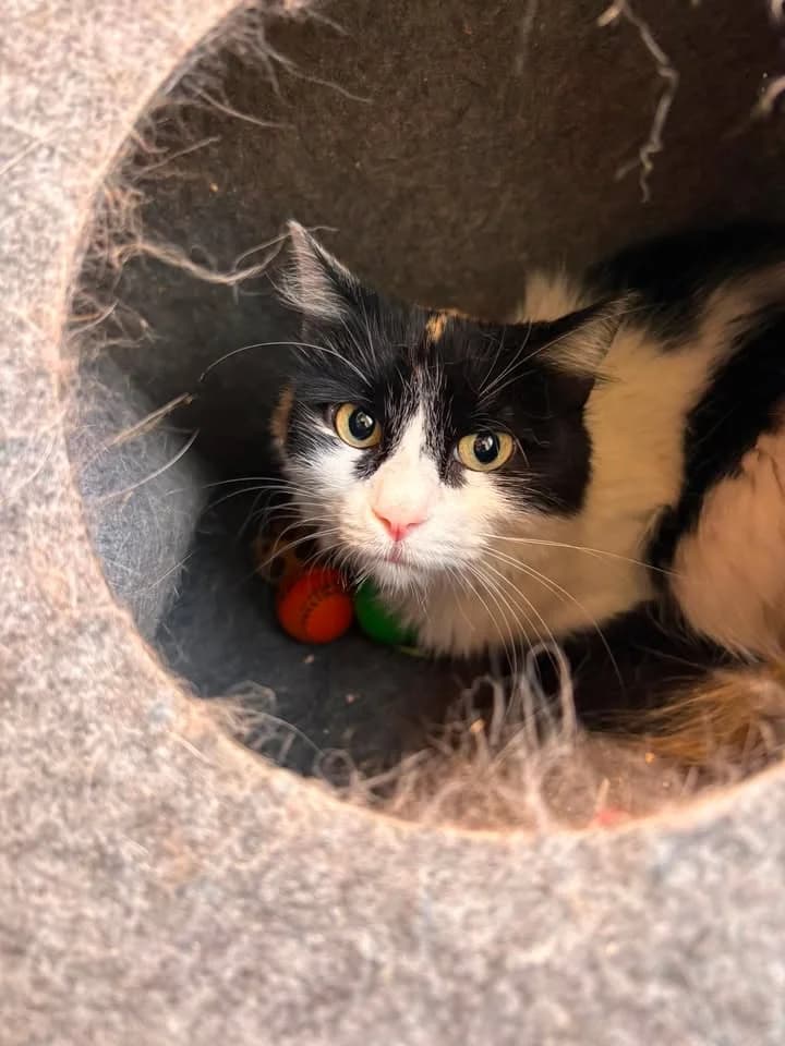 Chanel, female senior European Shorthair for adoption at SRPA Veeweyde Brussels, Brussels