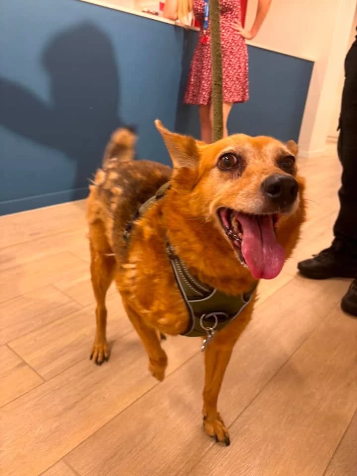 Cannelle, female senior mixed breed for adoption at SRPA Veeweyde Brussels, Brussels