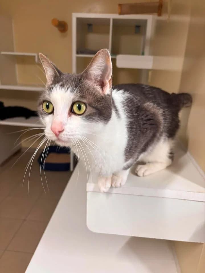 Fury, male 6yo European Shorthair for adoption at SRPA Veeweyde Brussels, Brussels