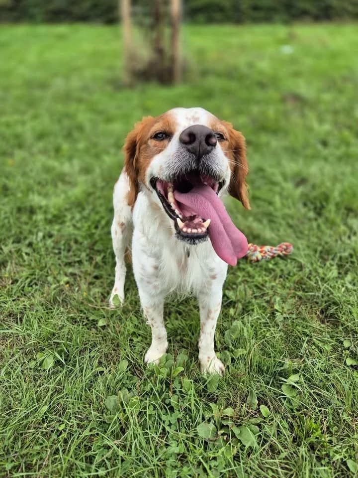 Pipo, male 7yo mixed breed for adoption at SRPA Veeweyde Brussels, Brussels