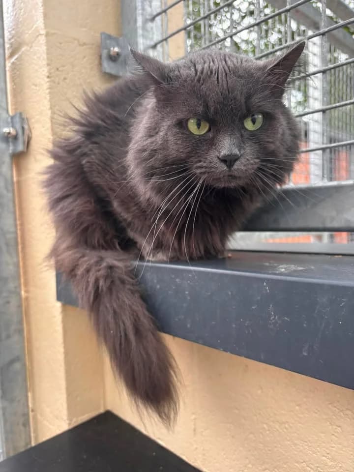 Scar, male 3yo European Shorthair for adoption at SRPA Veeweyde Brussels, Brussels