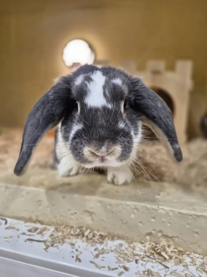 Tricot, male puppy mixed breed for adoption at SRPA Veeweyde Brussels, Brussels
