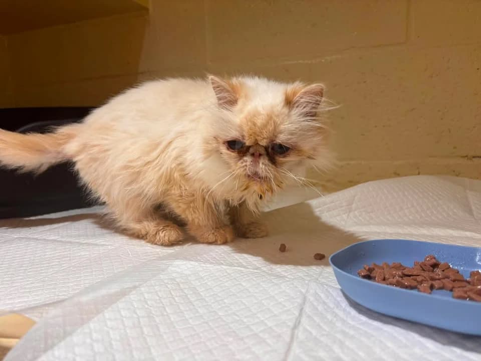 Missy, female senior Persian for adoption at SRPA Veeweyde Brussels, Brussels
