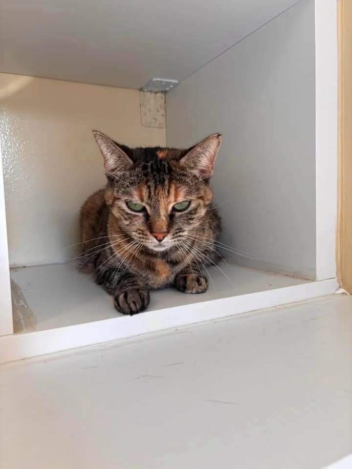 Nounoush, female senior European Shorthair for adoption at SRPA Veeweyde Brussels, Brussels