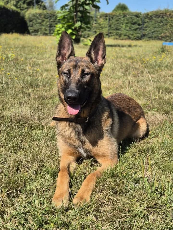 Koda, male young Belgian Malinois for adoption at SRPA Veeweyde Brussels, Brussels