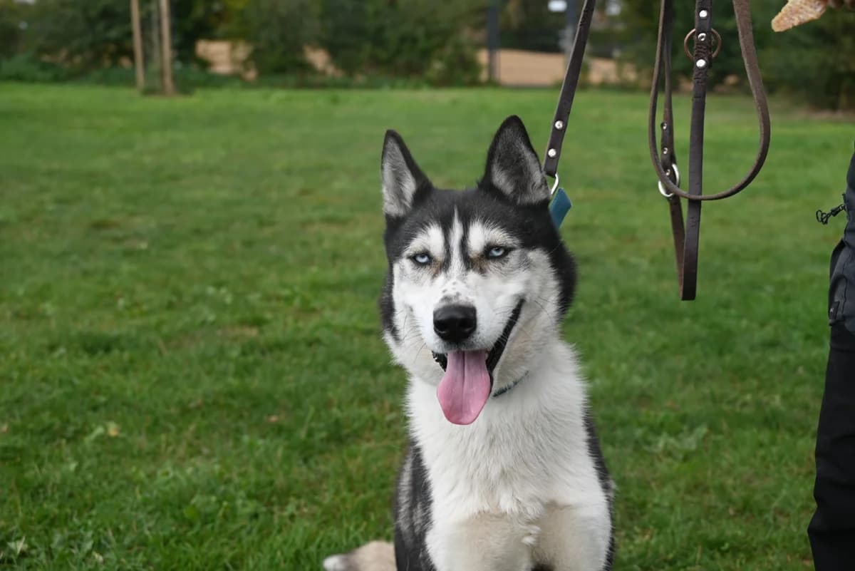 Ayaz, male 5yo Husky for adoption at SRPA Veeweyde Brussels, Brussels