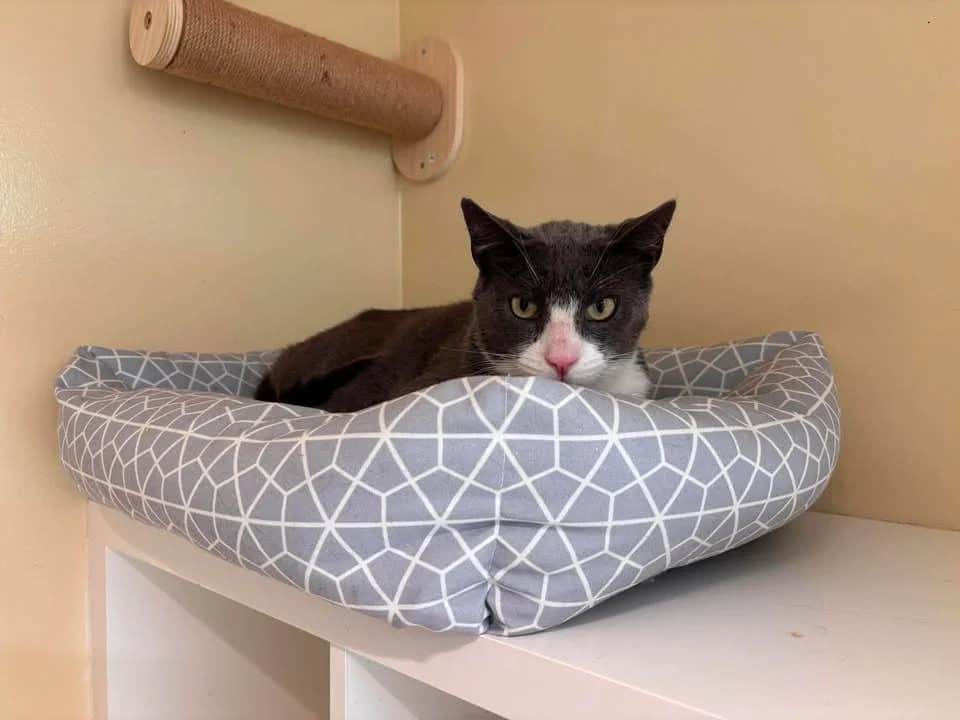 Grigri, male 5yo European Shorthair for adoption at SRPA Veeweyde Brussels, Brussels