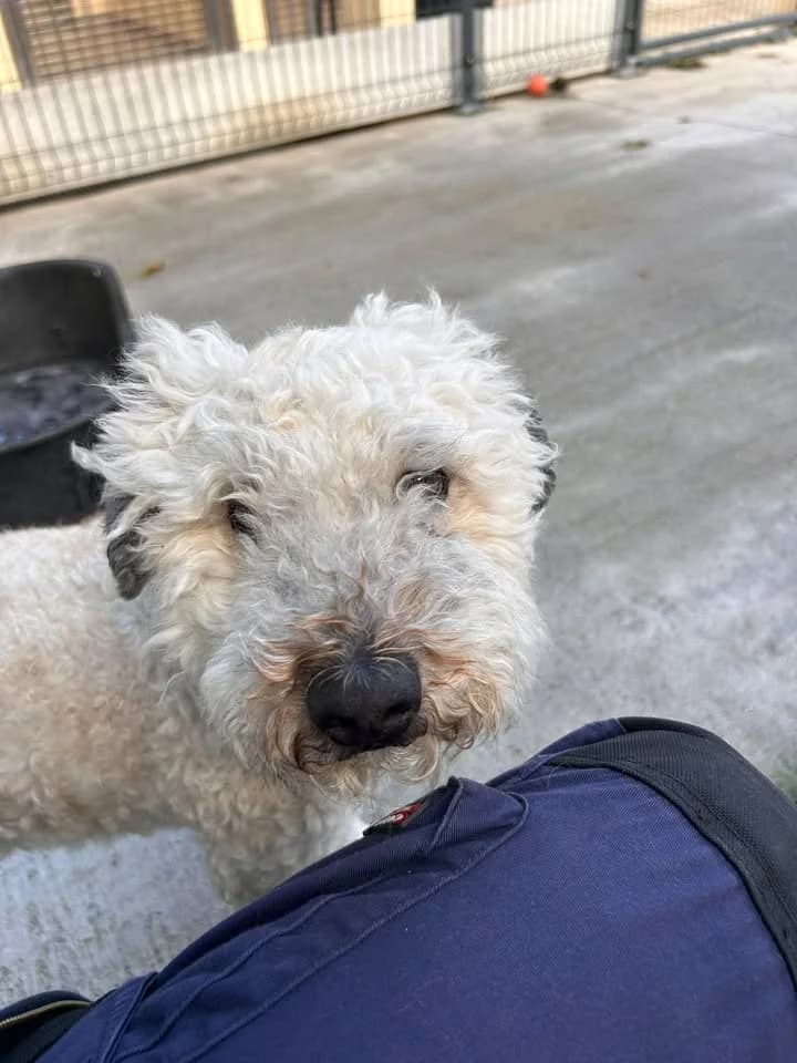 Kenio, male 6yo Puli for adoption at SRPA Veeweyde Brussels, Brussels