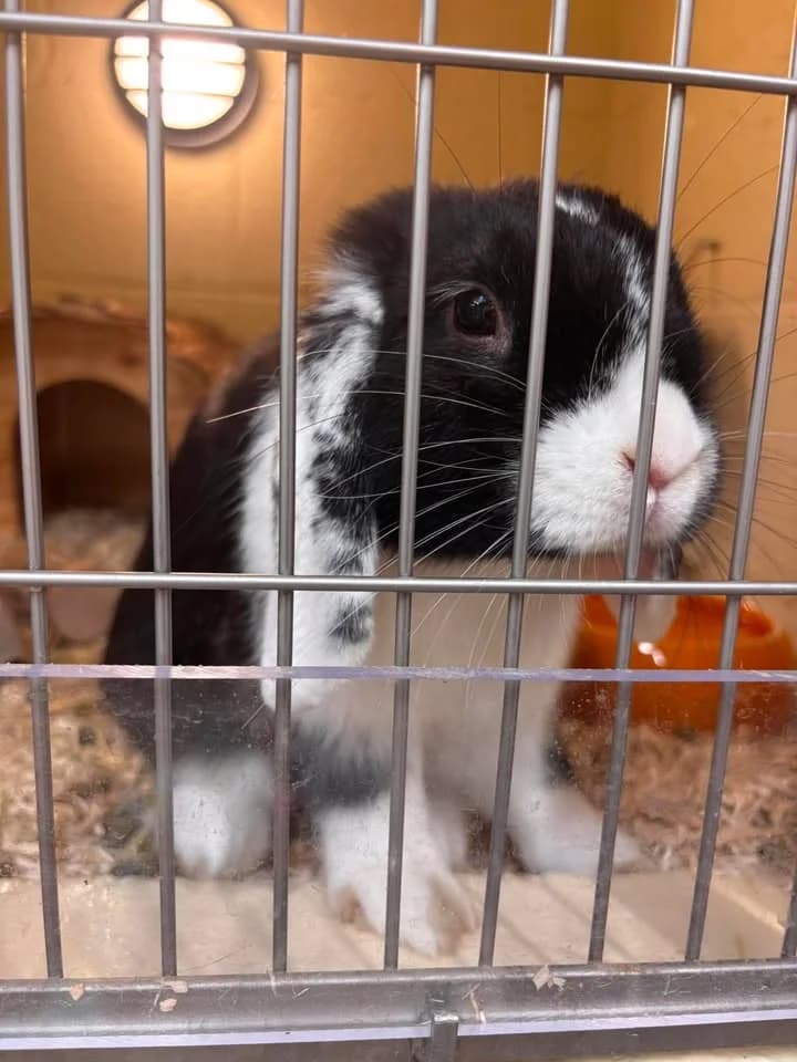 Pongo, male young mixed breed for adoption at SRPA Veeweyde Brussels, Brussels