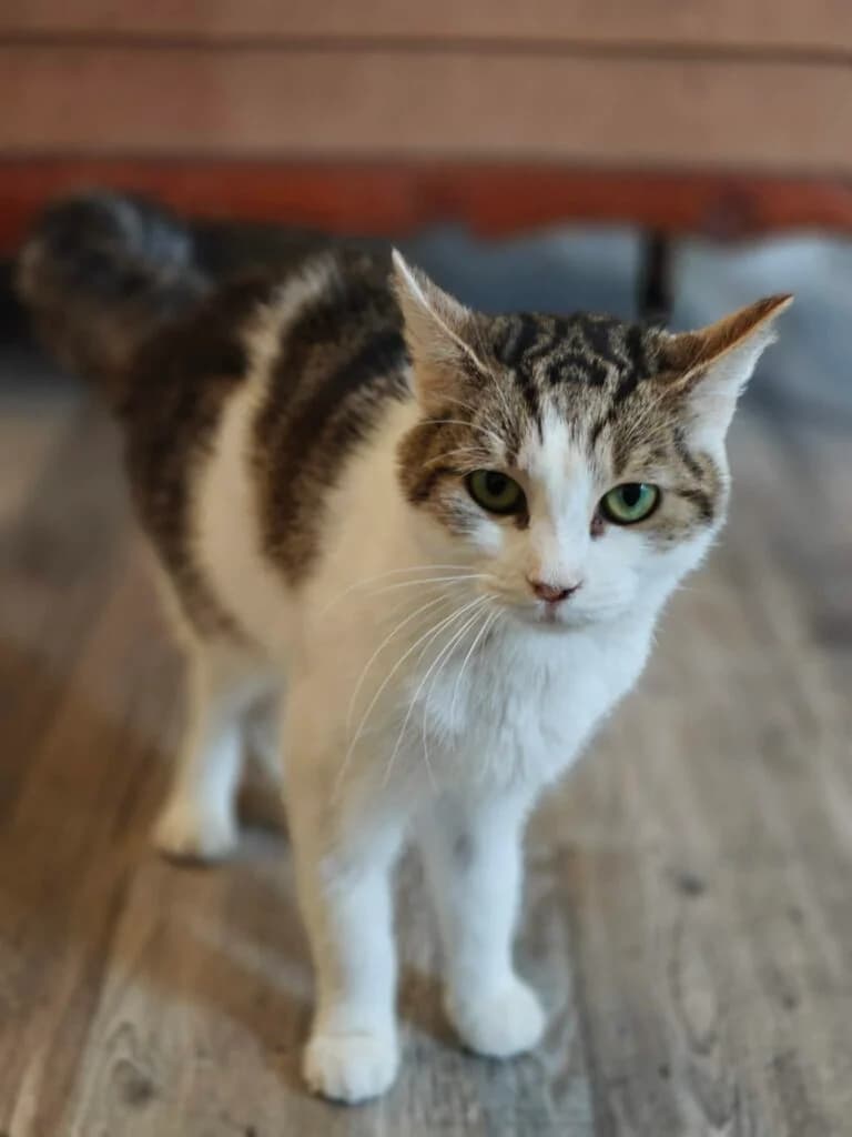 Macy, female 3yo European Shorthair for adoption at VZW The Lucky Stars