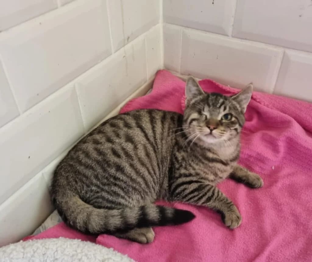 Scat Cat, male young European Shorthair for adoption at VZW The Lucky Stars