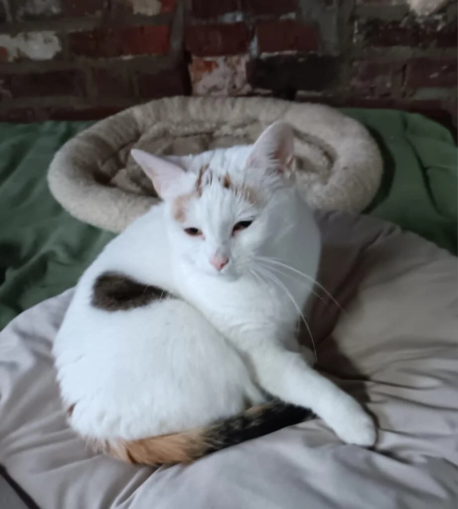 Evy, female 7yo European Shorthair for adoption at VZW The Lucky Stars