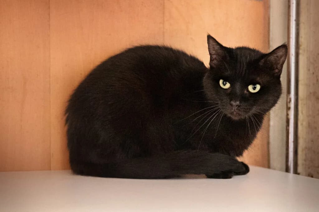 Gaia, female 4yo European Shorthair for adoption at VZW The Lucky Stars