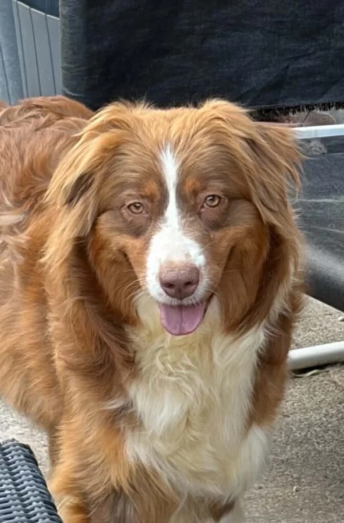 Kelly, female mixed breed for adoption at VZW The Lucky Stars