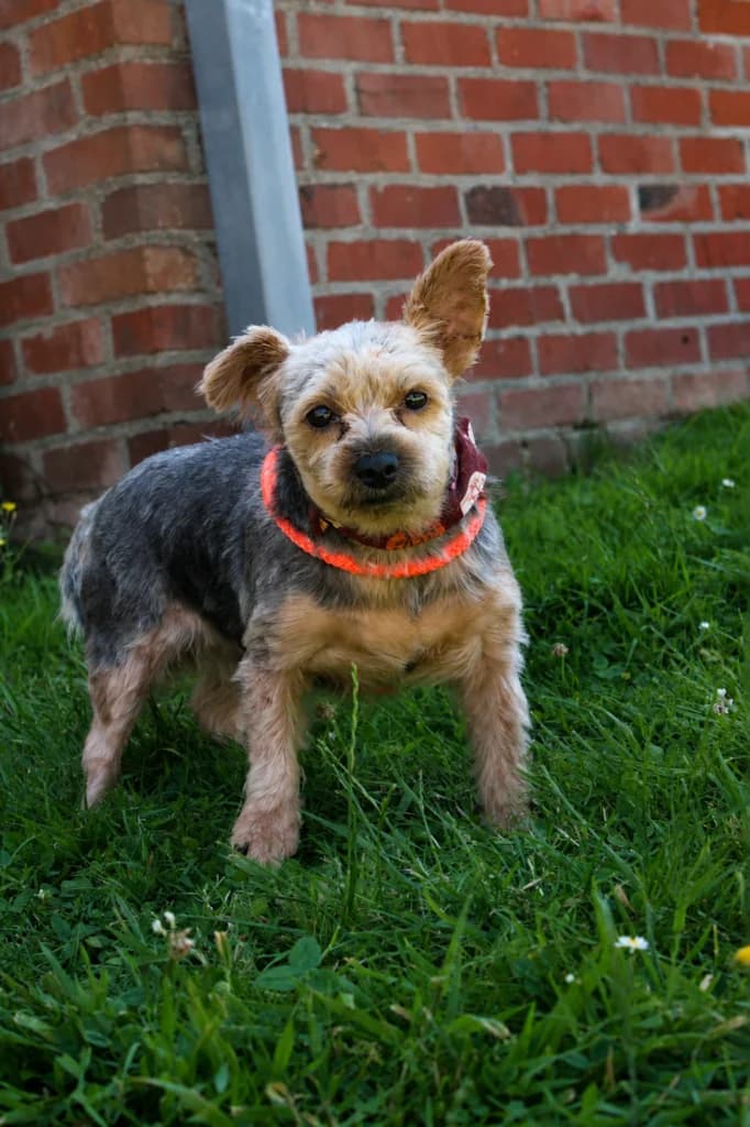 Cesar ( enkel te reserveren ), male Yorkshire Terrier for adoption at VZW The Lucky Stars