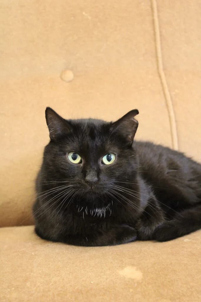 Calica, female young European Shorthair for adoption at VZW The Lucky Stars