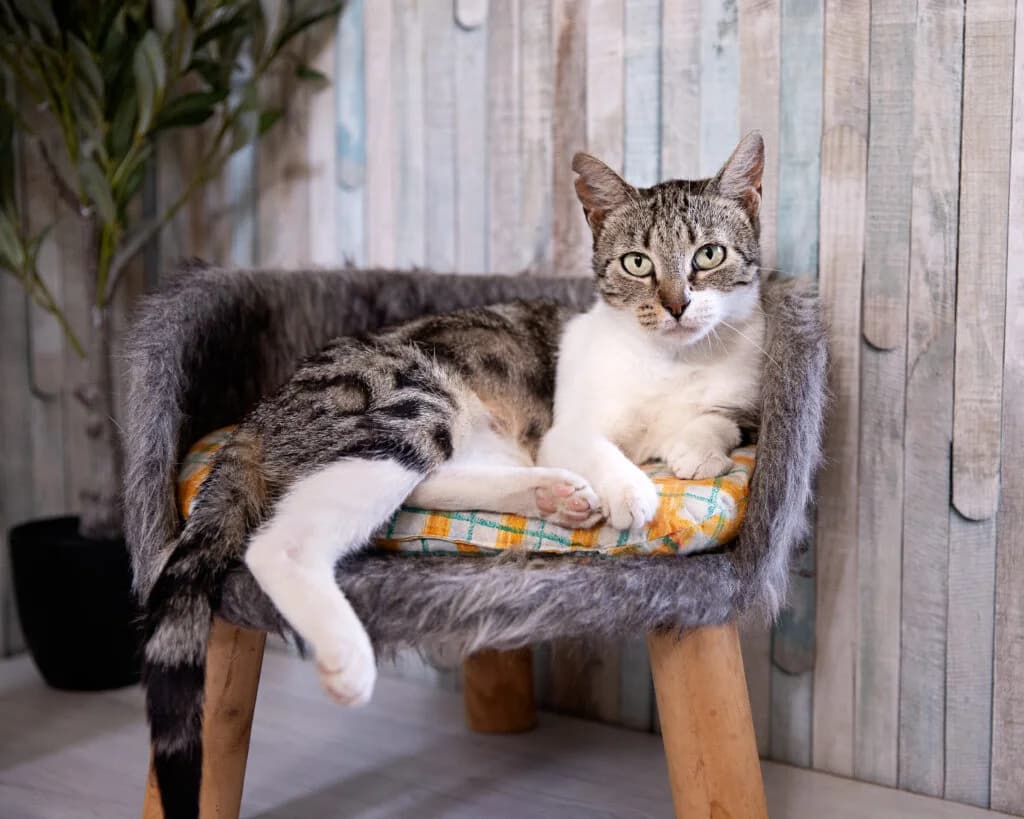 Demonne, female young European Shorthair for adoption at VZW The Lucky Stars