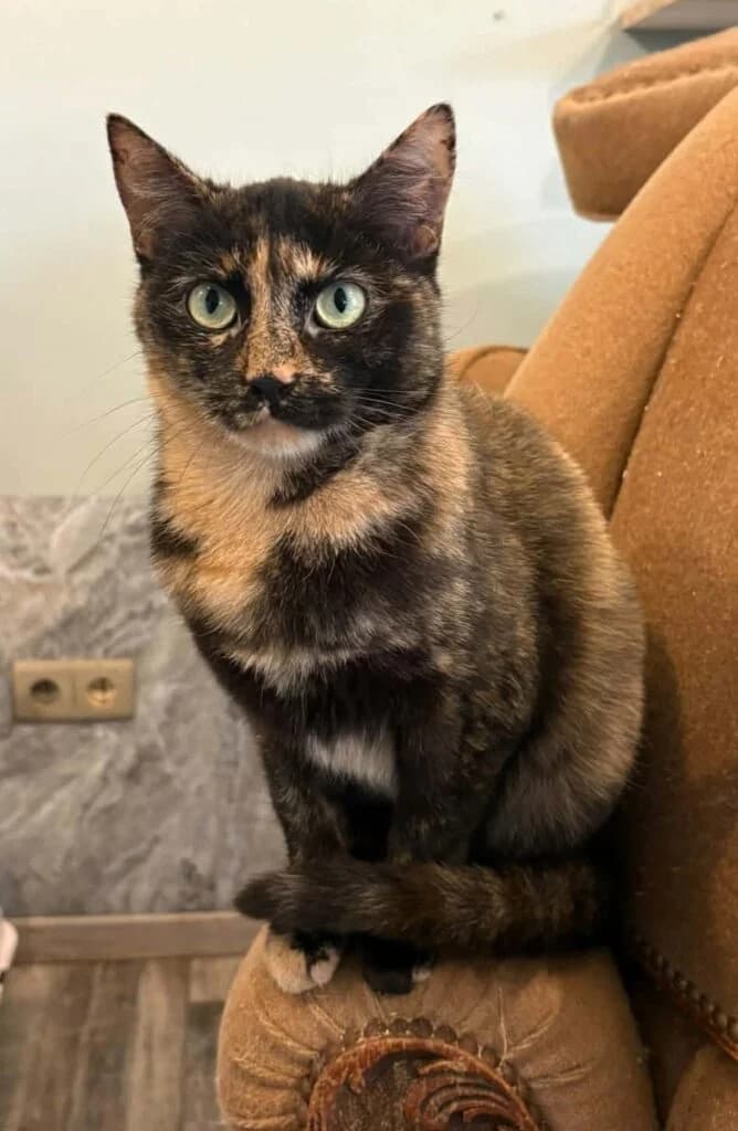 Utopia, female young European Shorthair for adoption at VZW The Lucky Stars