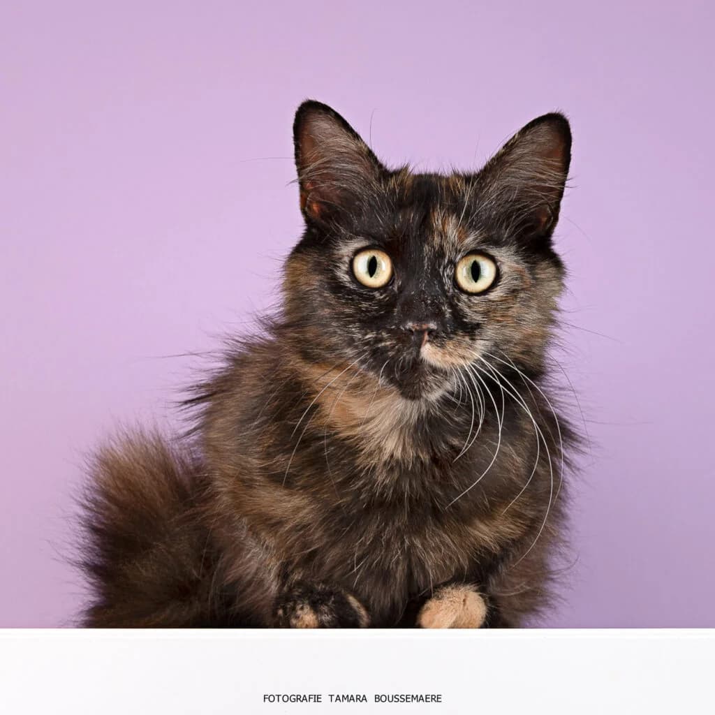 Jade ( enkel te reserveren), female young mixed breed for adoption at VZW The Lucky Stars