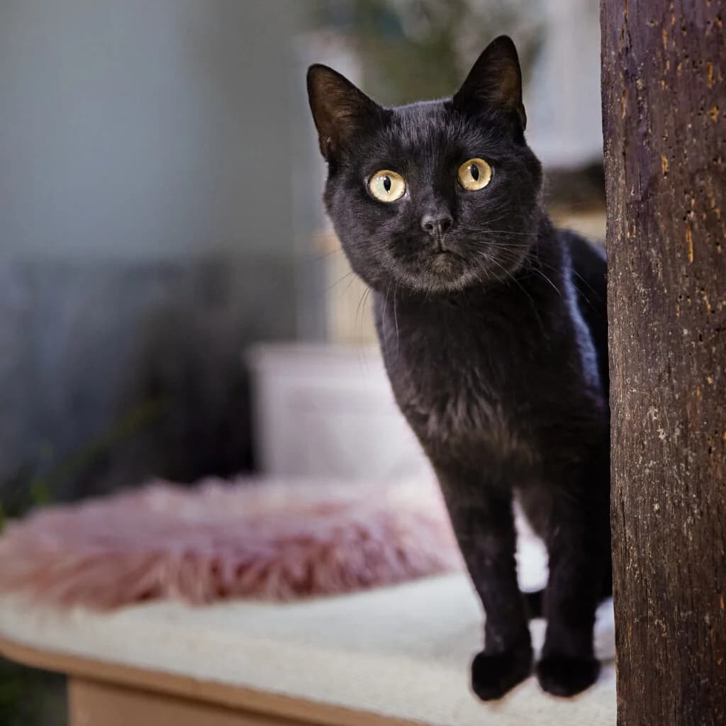 Fidèle, male young European Shorthair for adoption at VZW The Lucky Stars