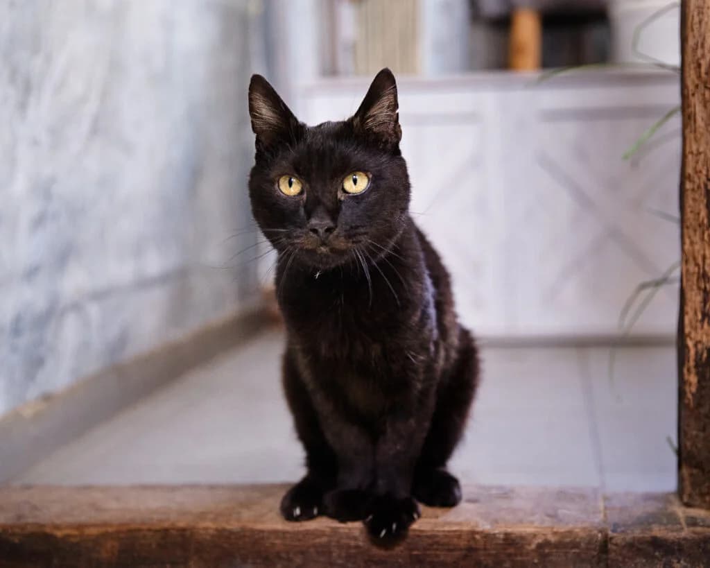 Hershey, male young European Shorthair for adoption at VZW The Lucky Stars