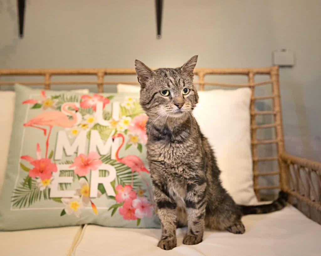 Koda, male 3yo European Shorthair for adoption at VZW The Lucky Stars