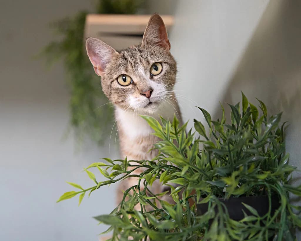 Nougatine, female young European Shorthair for adoption at VZW The Lucky Stars