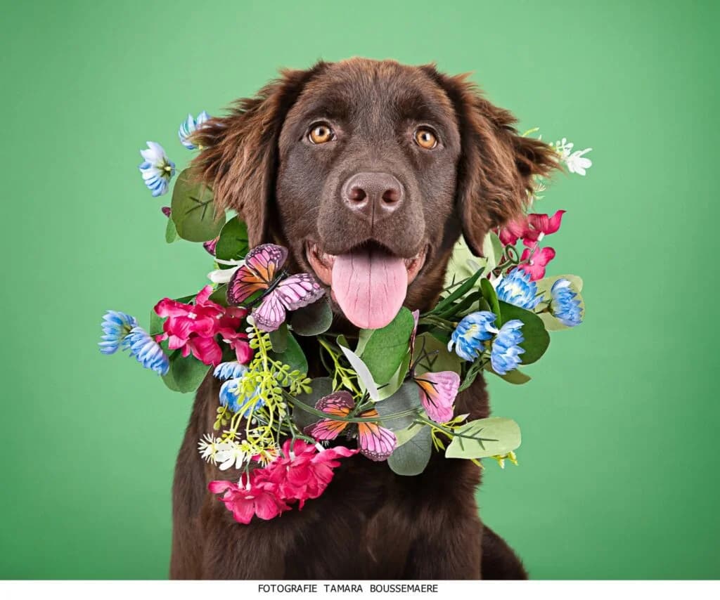 Brownie, Labrador Retriever for adoption at VZW The Lucky Stars