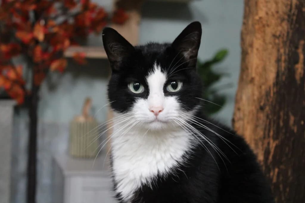 Berlioz, male European Shorthair for adoption at VZW The Lucky Stars