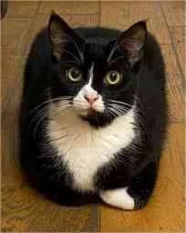 Clementine, female 4yo European Shorthair for adoption at VZW The Lucky Stars