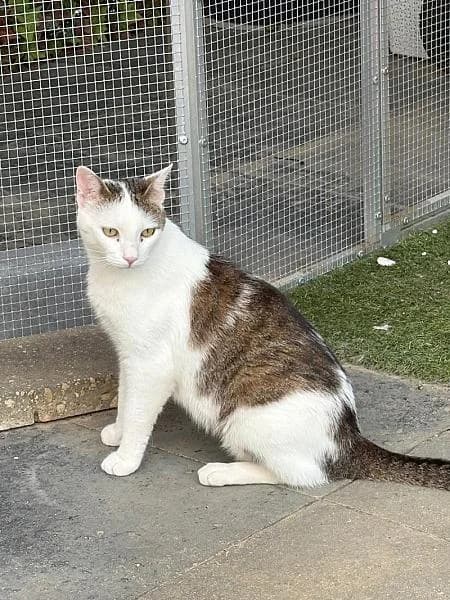 Charlie, male 3yo Mixed Breed for adoption at Zwerfkat