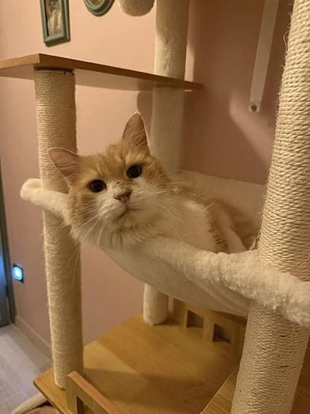 Cinnamon, male senior Mixed Breed for adoption at Zwerfkat