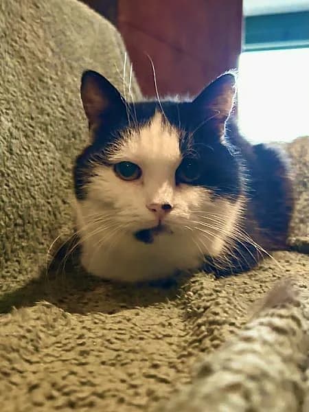 Jip, female senior Mixed Breed for adoption at Zwerfkat