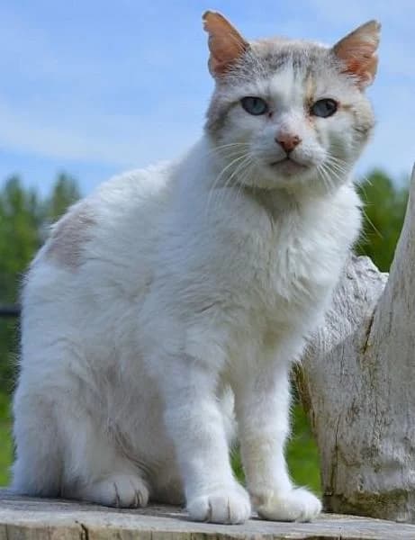 Jodi, male senior Mixed Breed for adoption at Zwerfkat
