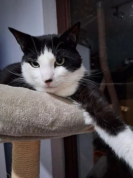 Keiko, male 5yo Mixed Breed for adoption at Zwerfkat