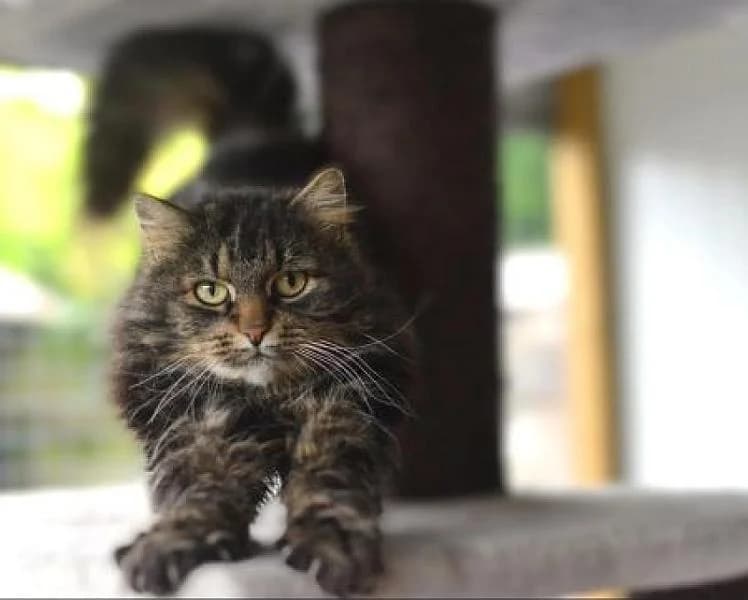 Lucy, female 6yo Mixed Breed for adoption at Zwerfkat