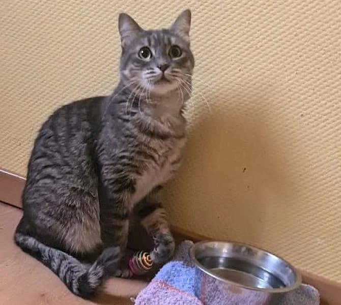 Luna, female 3yo Mixed Breed for adoption at Zwerfkat