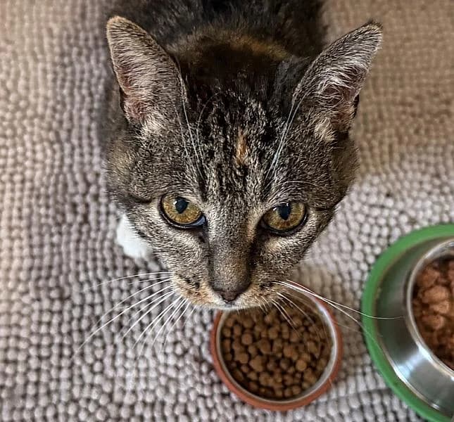Noga, female senior Mixed Breed for adoption at Zwerfkat