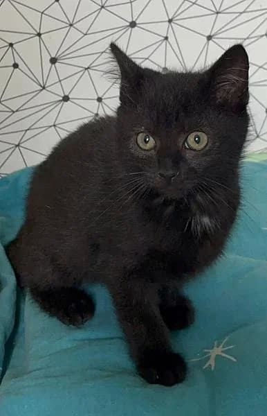 Nova, female puppy Mixed Breed for adoption at Zwerfkat