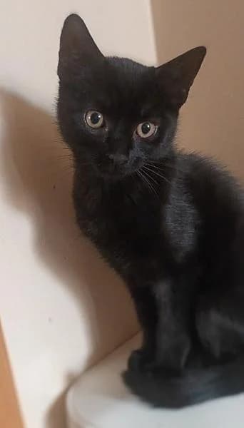 Robin, male puppy Mixed Breed for adoption at Zwerfkat