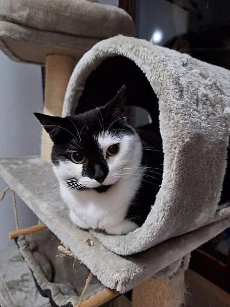 Sinne, female 5yo Mixed Breed for adoption at Zwerfkat