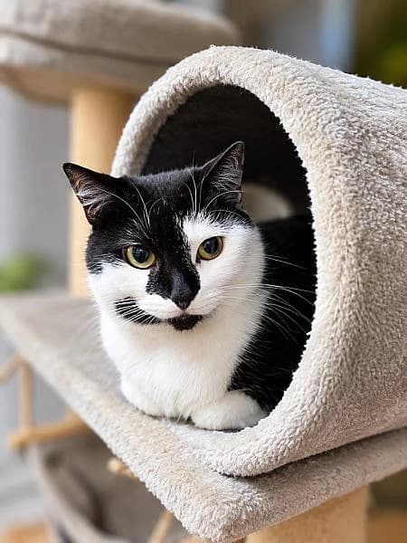 Sinne, female 5yo Mixed Breed for adoption at Zwerfkat