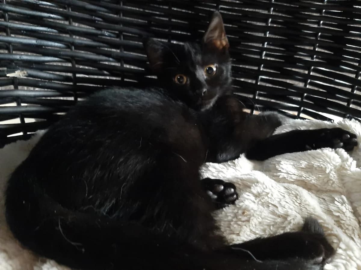 Maily, female puppy Mixed Breed for adoption at Zwerfpoezen Rupelstreek, PUURS-SINT-AMANDS
