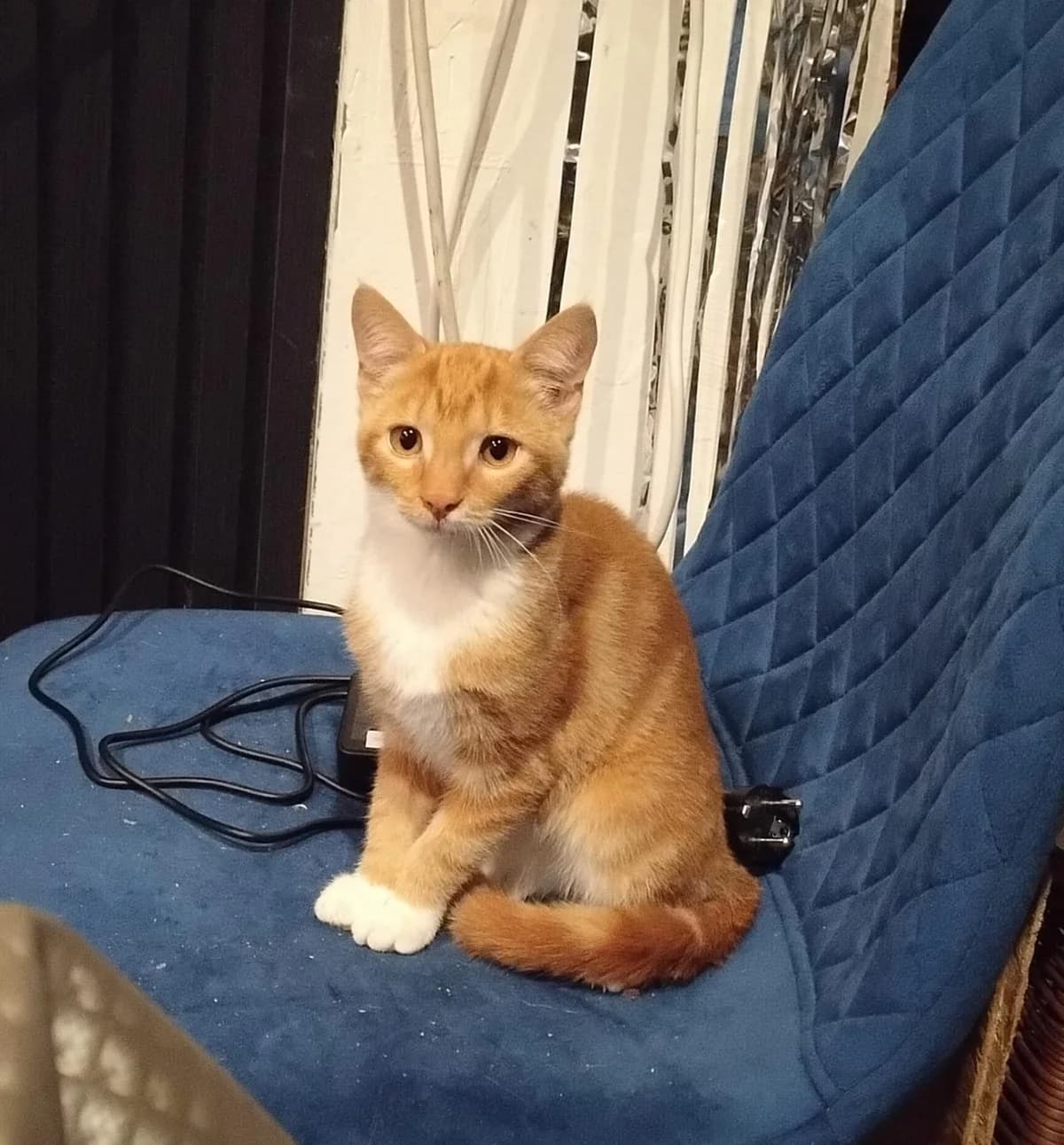 MCnugget, male young Mixed Breed for adoption at Zwerfpoezen Rupelstreek, PUURS-SINT-AMANDS
