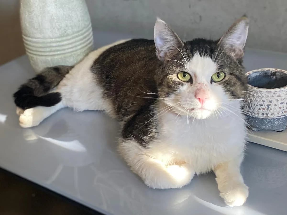 Morris, male 6yo Mixed Breed for adoption at Zwerfpoezen Rupelstreek, PUURS-SINT-AMANDS